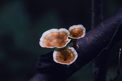 Close-up of snail on tree