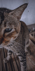 Close-up of a cat looking away