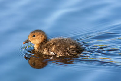 Close-up of duck swimming in lake