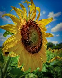 Close-up of sunflower