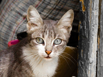 Close-up portrait of tabby cat