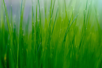 Full frame shot of fresh green field