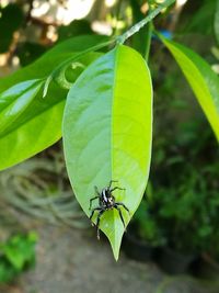 Close-up of insect on plant