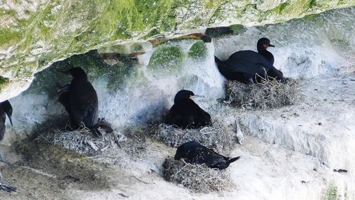 Rear view of ducks on rock