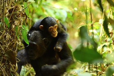 Close-up of monkey sitting outdoors