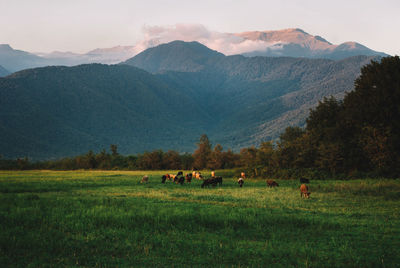 Scenic view of landscape against sky