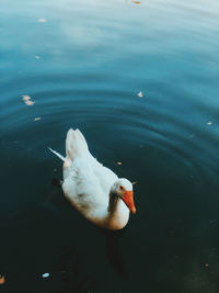 High angle view of duck swimming in lake