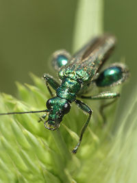 Close-up of insect on leaf