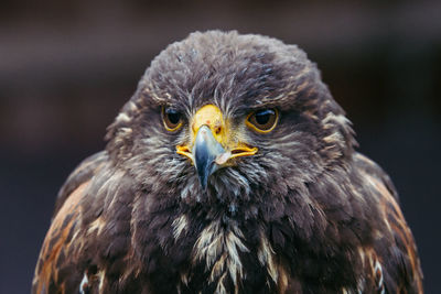 Close-up of owl