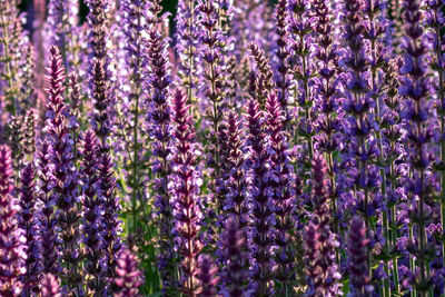 Full frame shot of purple flowering plants on field