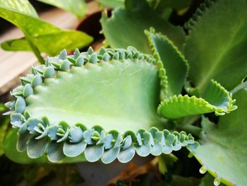 Close-up of cactus plant