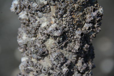 Close-up of lichen on tree trunk