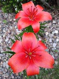 Close-up of red flower