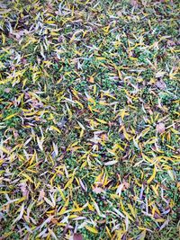 Full frame shot of plants on field