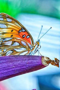 Close-up of butterfly on flower