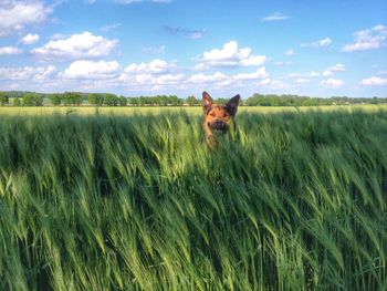 Dog standing on grassy field