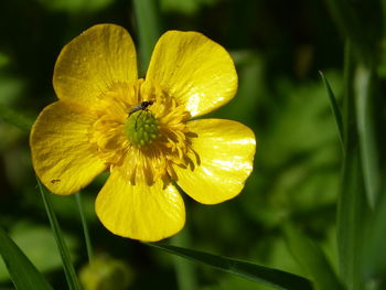 Close-up of yellow flowering plant