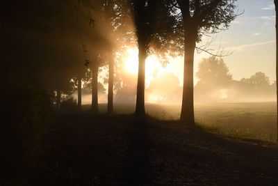 Sunlight streaming through trees on field during sunset