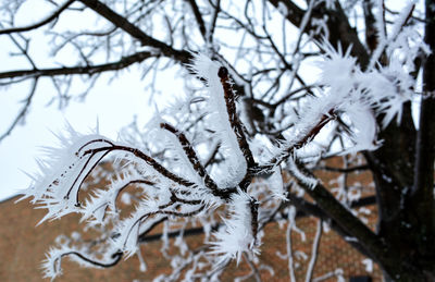 Close-up of frozen tree during winter