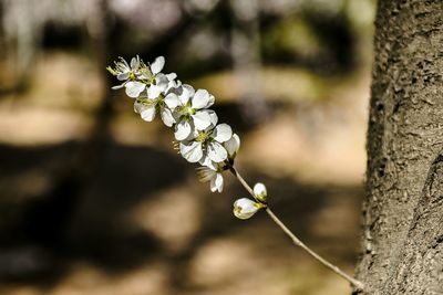 Close-up of white flowers