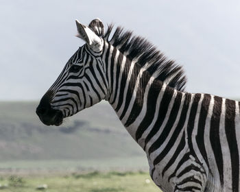 Side view of zebra on field against sky