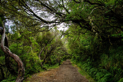 Road amidst trees in forest