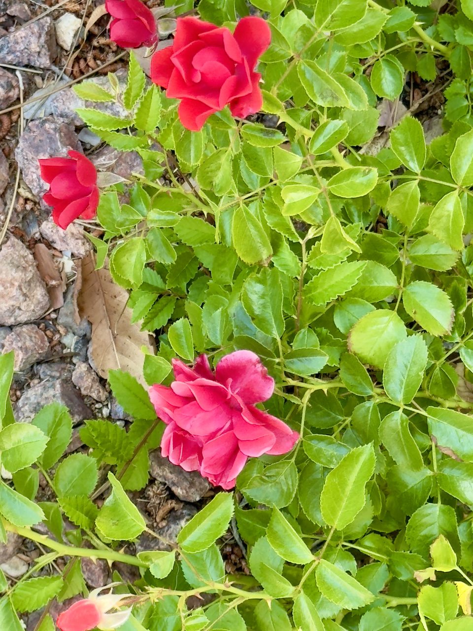 plant, flower, flowering plant, beauty in nature, plant part, leaf, pink, growth, nature, freshness, petal, green, fragility, inflorescence, flower head, day, no people, high angle view, close-up, rose, outdoors, garden, land, red, shrub