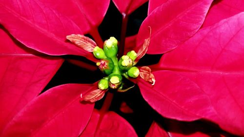 Close-up of red flower