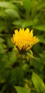 Close-up of yellow flowering plant