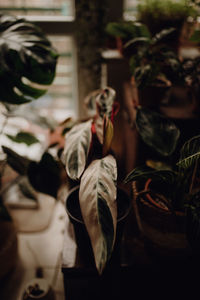 Midsection of woman holding plants