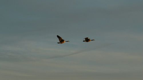 Low angle view of birds flying in the sky