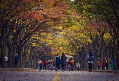 People walking on autumn trees