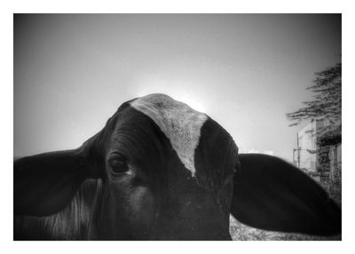 Close-up of cows against clear sky