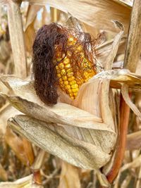 Close-up of corn on wood