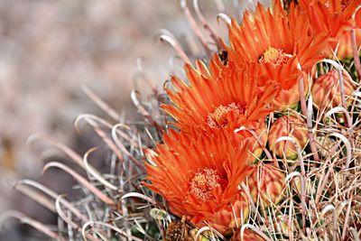 Close-up of orange flower