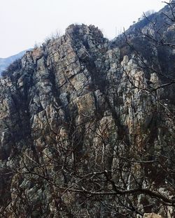 Low angle view of trees on mountain against sky