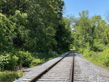 View of railroad tracks amidst trees in forest