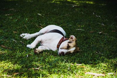 View of a dog lying down on field