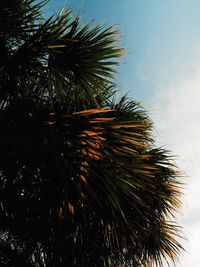 Low angle view of pine tree against sky