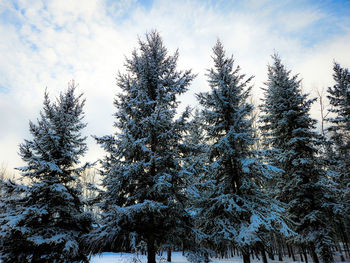 Low angle view of trees against sky