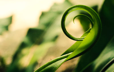 Low angle view of green plant