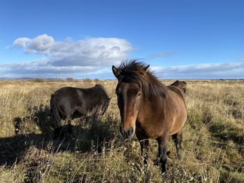 Horse standing on field against sky