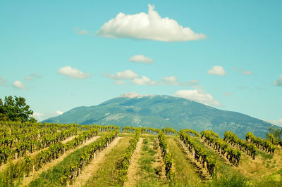 Scenic view of vineyard against sky