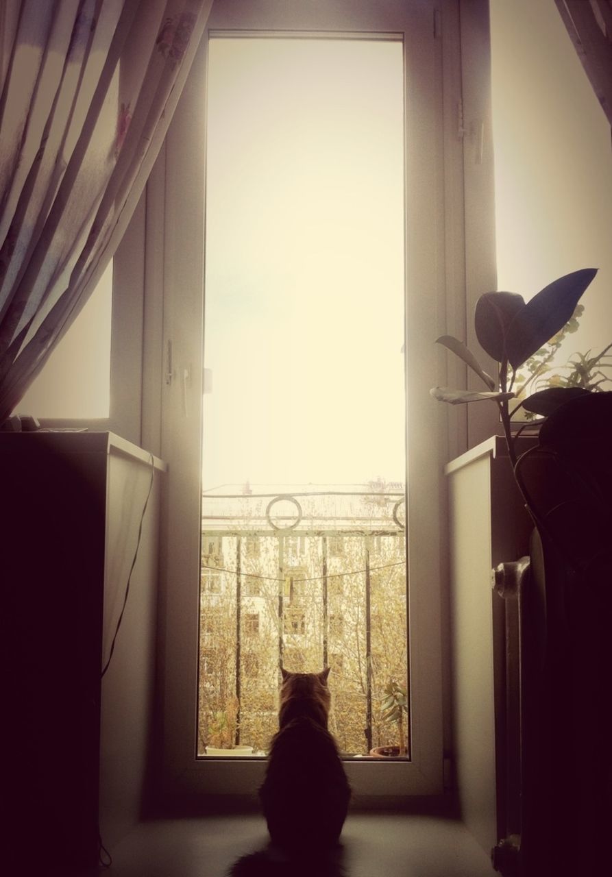 window, indoors, glass - material, transparent, curtain, animal themes, window sill, one animal, looking through window, home interior, clear sky, rear view, silhouette, day, copy space, one person, hanging, house, glass, sky