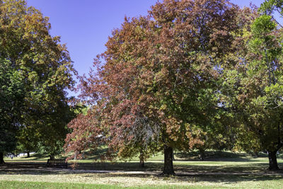 Trees in park against sky