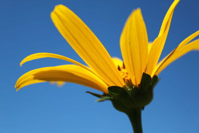 Close-up of yellow flower against sky