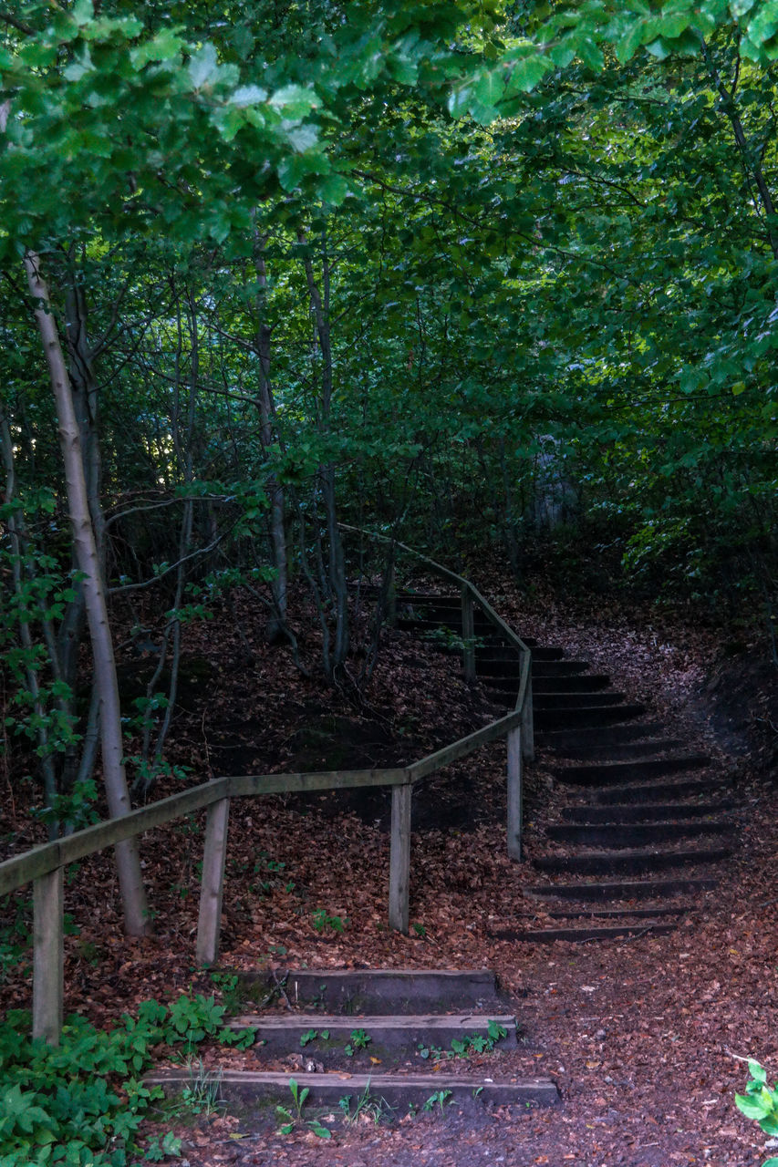 VIEW OF STAIRCASE IN FOREST