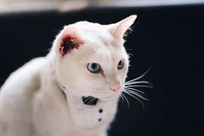 Close-up of white cat looking away