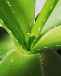 Close-up of cactus plant