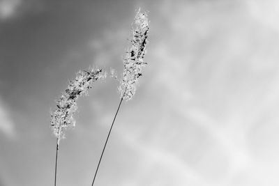 Close-up of flower against sky